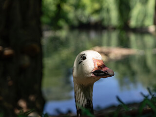 Closeup of inquisitive goose looking out from the bushes