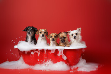 Playful pups of various breeds frolic in a crimson bathtub filled with snowy bubbles, bringing joy and warmth to an otherwise chilly indoor setting
