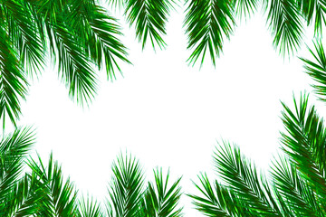 Palm leaves leaf frame border design isolated on white background. Palm branches summer design...
