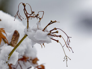 Snow on a tree branch.