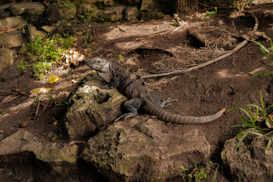 iguana dentro de la zona arqueológica de Tulum, especie de la familia Iguanidae