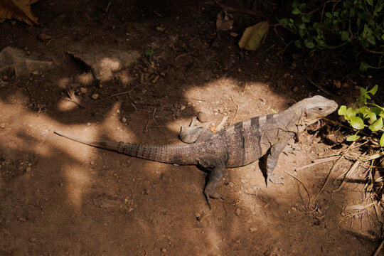 iguana dentro de la zona arqueológica de Tulum, especie de la familia Iguanidae