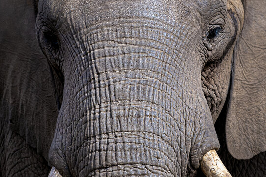 2024-01-19 A VERY CLOSE UP SHOT OF A LARGE BULL ELEPHANT SWHOINF THE TEXTURE OF ITS HIDE