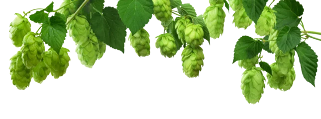 Foto auf Alu-Dibond hop cones. Medical plant. Close-up of green ripe hop cones.on transparent, png. Hops cones. beer ingredient © 151115