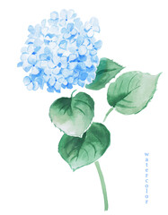 Watercolor hand painted illustration of blue hydrangea, flower, hydrangeas, watercolor, floral illustration, blossom, bloom