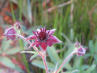 Bordowy kwiat Comarum palustre