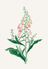 Foxglove Flower. Botanical Art.