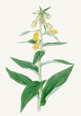 Foxglove Flower. Botanical Art.