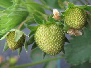 Zbliżenie na zielone owoce truskawki