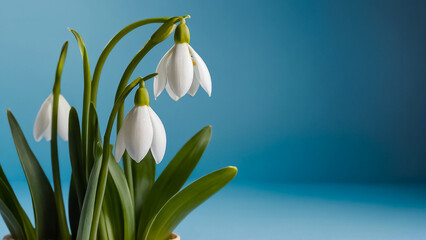 beautiful snowdrops on a blue background luxury