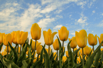 a group beautiful yellow tulips closeup and a blue sky with clouds in the dutch countryside in springtime in a bulb field