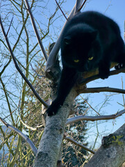 Eine schwarze Katze ist auf einen Baum geklettert und sitzt auf einem Ast. Der Himmel ist blau und der Baum ist ohne Blätter, weil es noch Winter ist