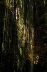 Naklejka premium Hermoso cenote en Yucatán México 