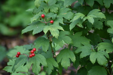 red currant bush