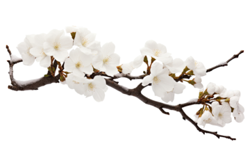 Colorful tropical flowers element isolated on transparent background, branch of floral for mock up or decor inviting card. greeting and invitation decoration design.