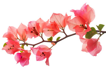 Colorful tropical flowers element isolated on transparent background, branch of floral for mock up or decor inviting card. greeting and invitation decoration design.