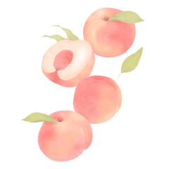 a collection of beautiful elegant natural nutritious pink peaches delicious fruits illustrations organic wholefoods vegan vegetarian farmers market lifestyle cookbook with transparent background