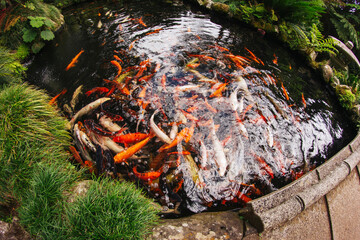 Koi carps background. Nishiki-goi. Fish in pond. Nishiki carp in water. White and orange fishes swimming in water. Japanese wildlife underwater.