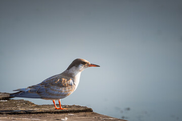 A young common tern (Sterna hirundo) stands on a wooden brown pier near the water. A young common tern with water background.