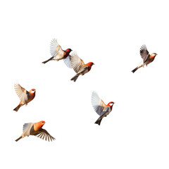 Obraz premium Flying birds isolated on white and transparent background. Ideal for use in advertising. Generative ai