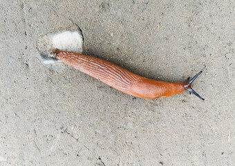 A red slug crawls along the road. Latin name Arion lusitanicus