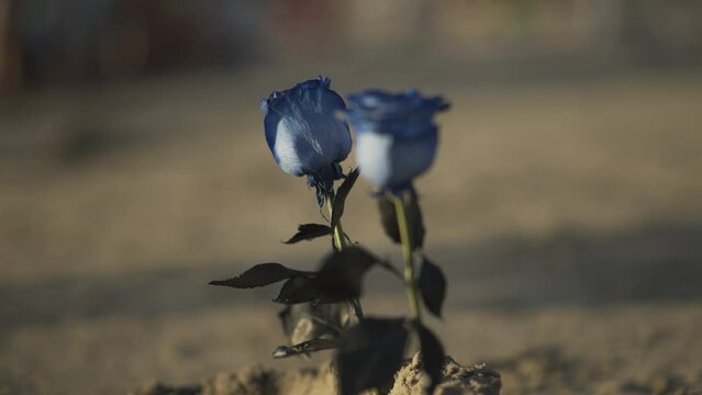 Rosas azules y velas en la arena
