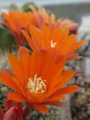 Zbliżenie na pomarańczowe kwiaty kaktusa mammillaria  - obrazy, fototapety, plakaty
