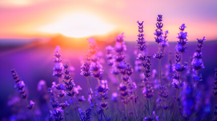 Sunset Serenity, Lavender Fields Embrace Evening Glow