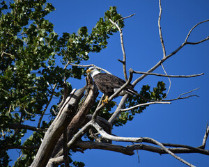 Mature American Bald Eagle perched on a bare branch in a tree with bright blue sky in the background