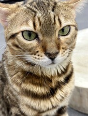 A striped Bengal cat with green slanted eyes looks at the camera. funny cat. strabismus