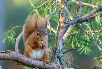 Hungry little scottish red squirrel eating a nut in the forest
