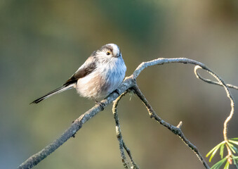 Cute little long tailed tit bird perched on a twig in the forest