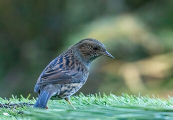 Dunnock, or hedge sparrow in the woodland with natural green forest background 