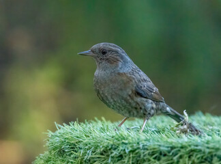 Dunnock, or hedge sparrow in the woodland with natural green forest background 