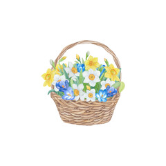 Fototapeta na wymiar Hand drawn watercolour spring flowers. Basket with yellow and white daffodils and blue crocuses