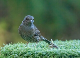Dunnock, or hedge sparrow in the woodland with natural green forest background 
