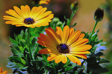 African Daisy , yellow flowers - varieties , Sunset , to the terrace or balcony - beautiful flowers illuminated by sunlight in June - for postcard , album - cover and notebook