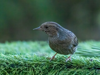 Dunnock, or hedge sparrow in the woodland with natural green forest background 