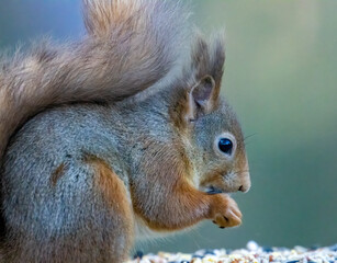Hungry little scottish red squirrel eating a nut in the forest