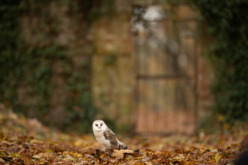 Barn owl (Tyto alba) sitting on an ground in the Prague Bohnicky cemetery of fools. Portrait of a...
