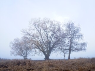 Three barren trees on a foggy morning.