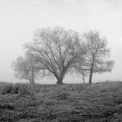 Square B&W photo of trees in fog.