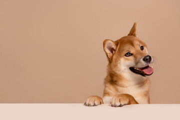 The dog leans its paws on the white table and happily begs for food or attention. The happy and smiling dog radiates health. Cute Shiba Inu Portrait on Beige Background. Place for text - 735378250