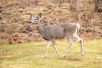 Deer walking through a park.