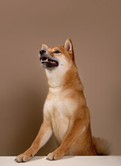 The dog leans its paws on the white table and happily begs for food or attention. The happy and smiling dog radiates health. Cute Shiba Inu Portrait on Beige Background. Place for text - 735378647