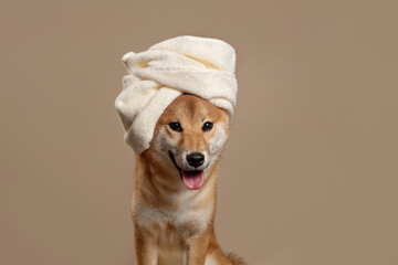The dog sits with a towel wrapped around it after taking a bath On beige background. The happy and...