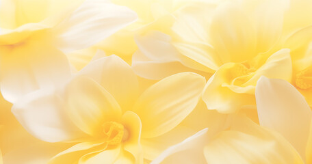 Lindas pétalas de flores de hortênsia amarela em fundo branco - obrazy, fototapety, plakaty