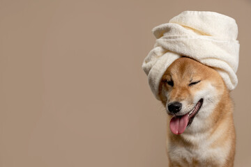 The dog sits with a towel wrapped around it after taking a bath On beige background. The happy and smiling Shiba Inu radiates health. Spa for dog. Puppy after grooming. - 735380811