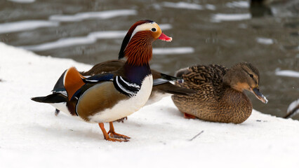 Mandarin duck in winter, Ducks in snow close-up.