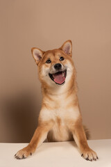 The dog leans its paws on the white table and happily begs for food or attention. The happy and smiling dog radiates health. Cute Shiba Inu Portrait on Beige Background. Place for text - 735381083